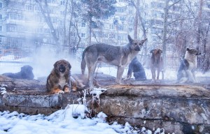 Homeless dogs in winter time heating on sanitaryware well