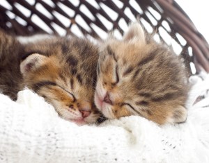 striped kittens sleeping together