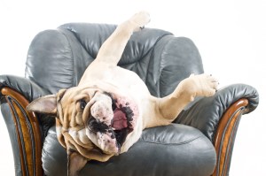 Happy lazy dog English Bulldog on a leather armchair sofa