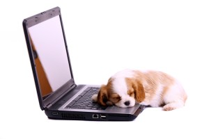 Hund Welpe schlafend am Laptop