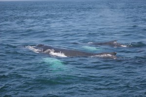 whale family